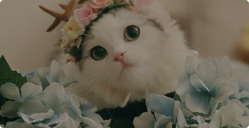 喵星人